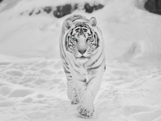 Tiger-in-Snow-Wallpapers