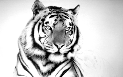White-tiger-wallpaper_8130