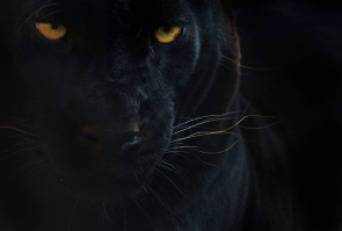 Black Leopard - http://wwf.worldwildlife.org/